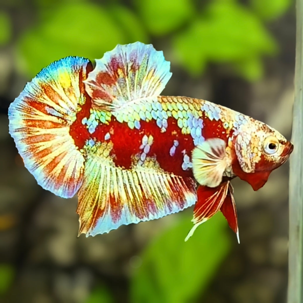 Red Barongsai Gold HMPK Betta Fish Male