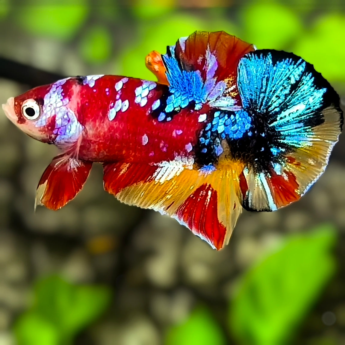 Multicolor Koi Galaxy HMPK Betta Fish Male
