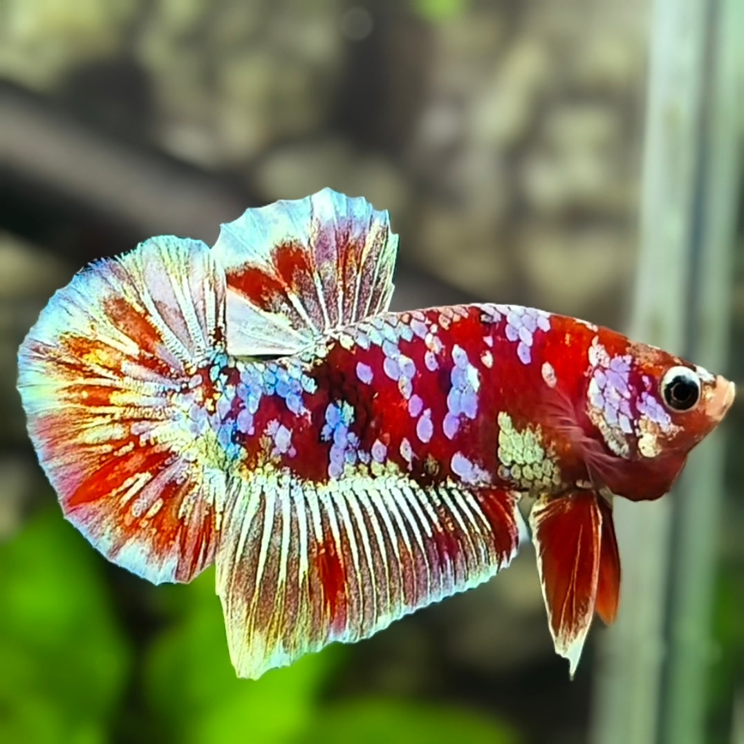 Red Barongsai Galaxy HMPK Betta Fish Male