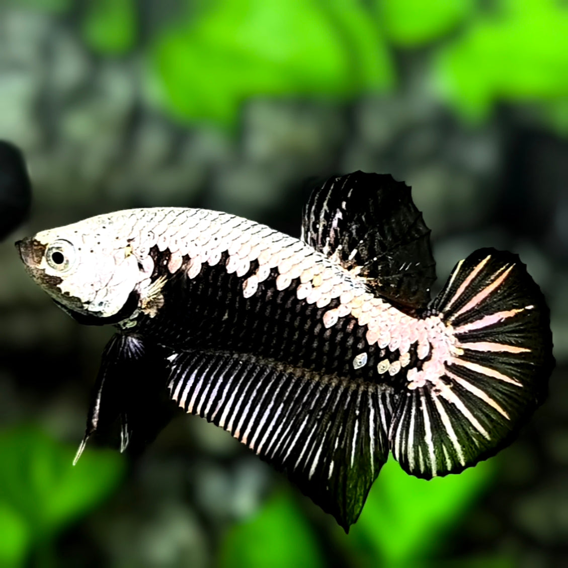 Black Samurai HMPK Betta Fish Male
