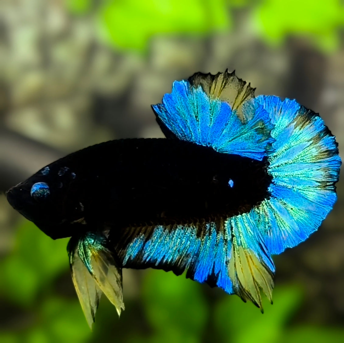 Blue Eyes Black Light Blue Mustard HMPK Betta Fish Male