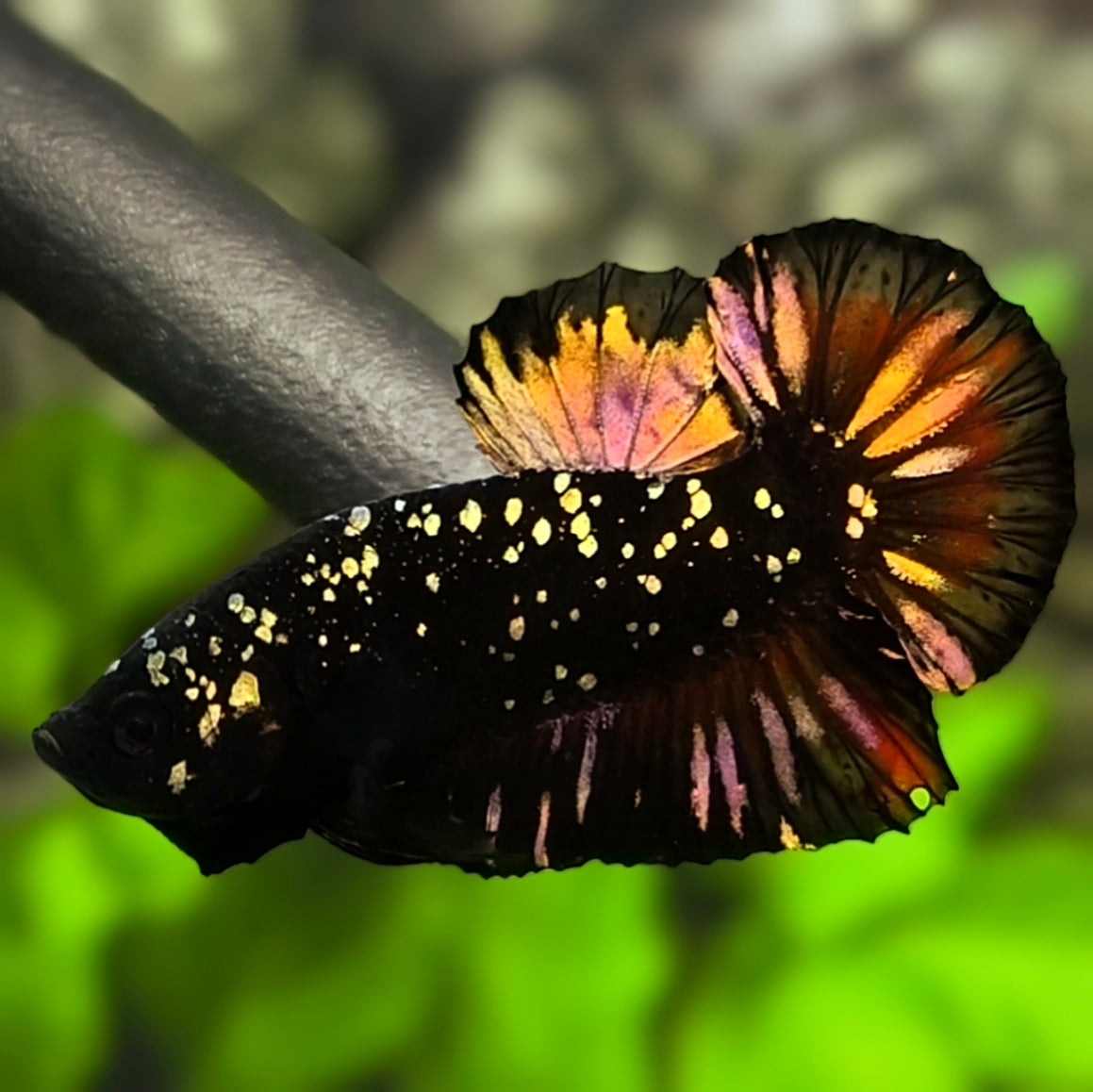 Avatar Blackstar Copper Gold Nebula HMPK Betta Fish Male