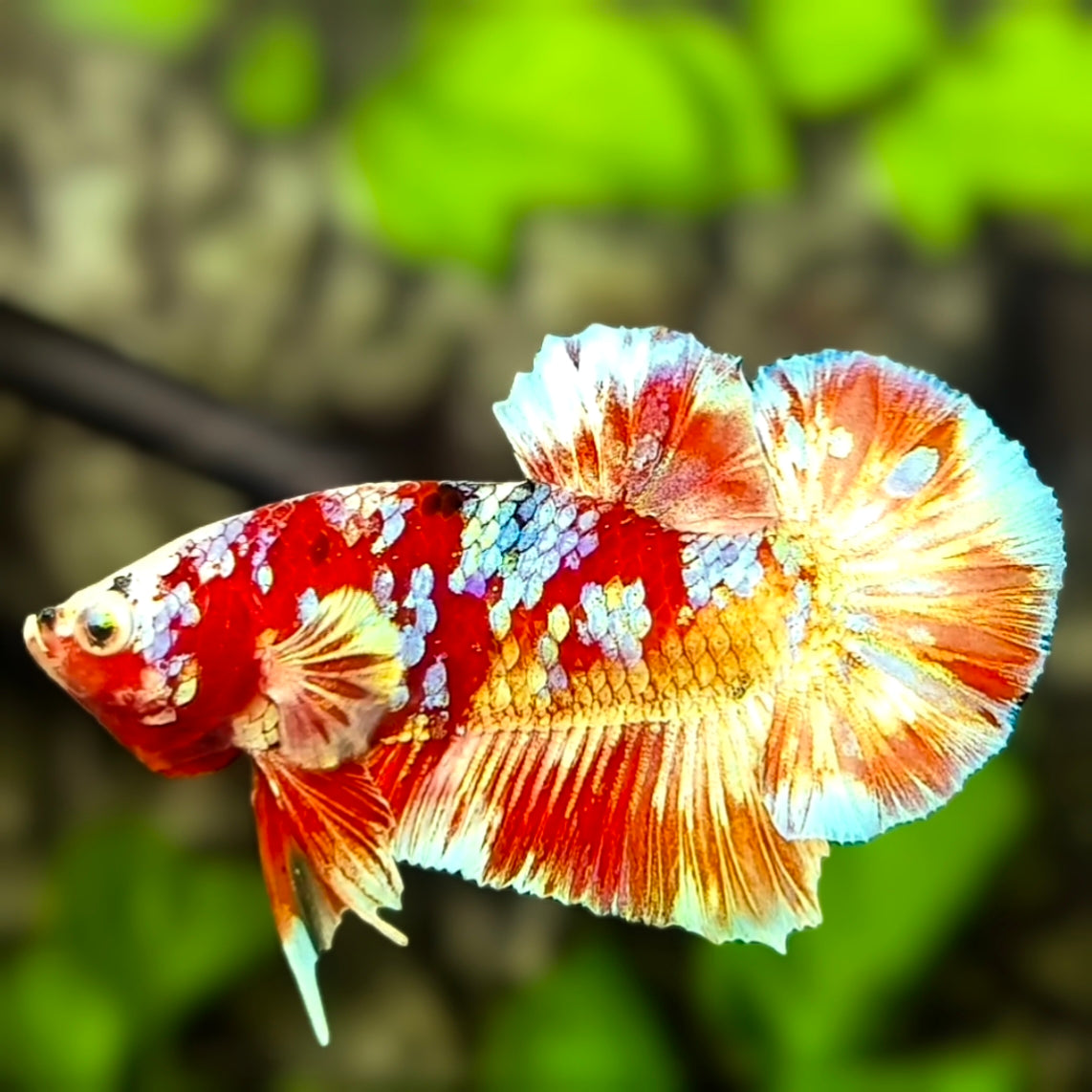 Red Barongsai Gold Galaxy Over HMPK Betta Fish Male