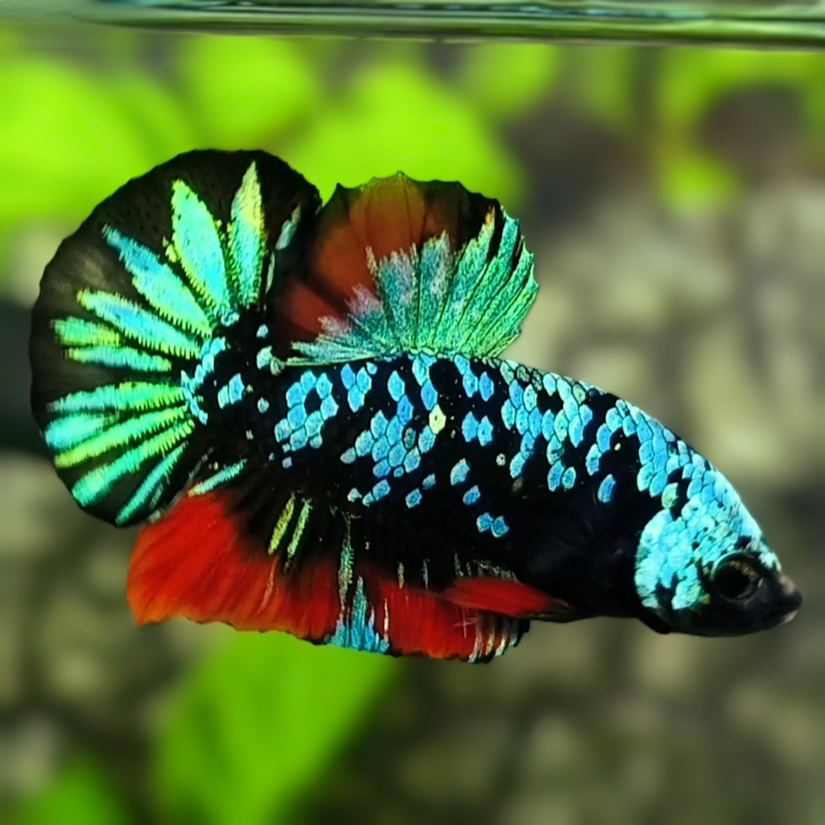 Avatar Turquoise Green Red HMPK Betta Fish Male