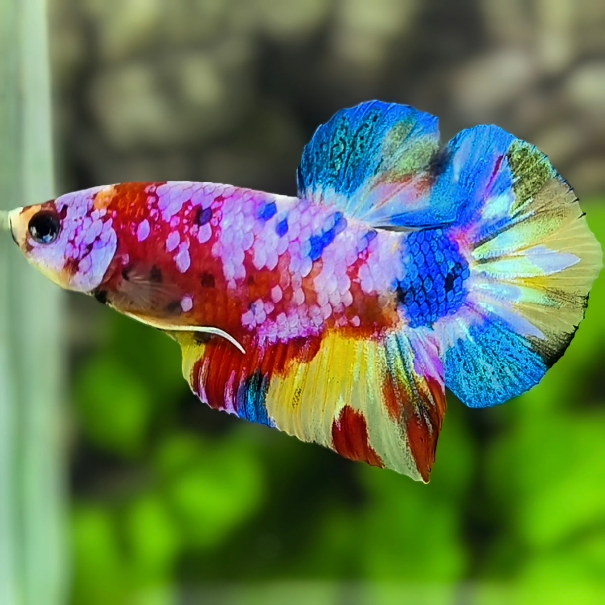 Multicolor Candy Pink Galaxy HMPK Betta Fish Male