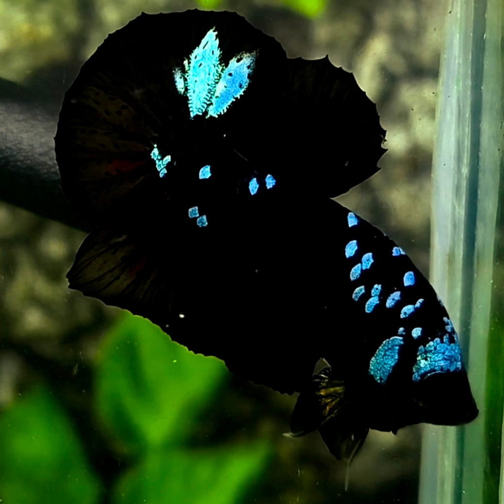 Avatar Blackstar Turquoise Blue HMPK Betta Fish Male