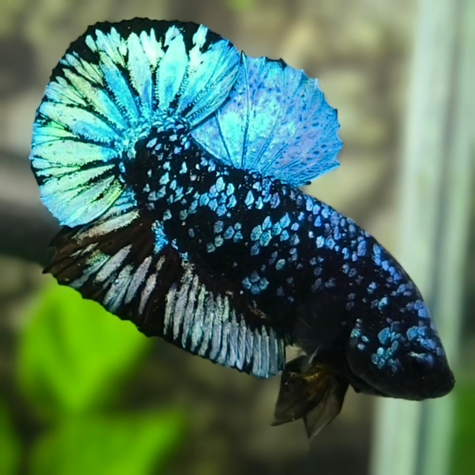 Avatar Grey HMPK Betta Fish Male