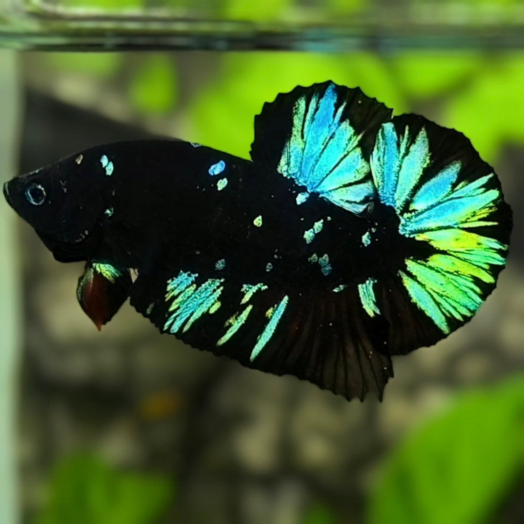 Avatar Blackstar Turquoise Green HMPK Betta Fish Male