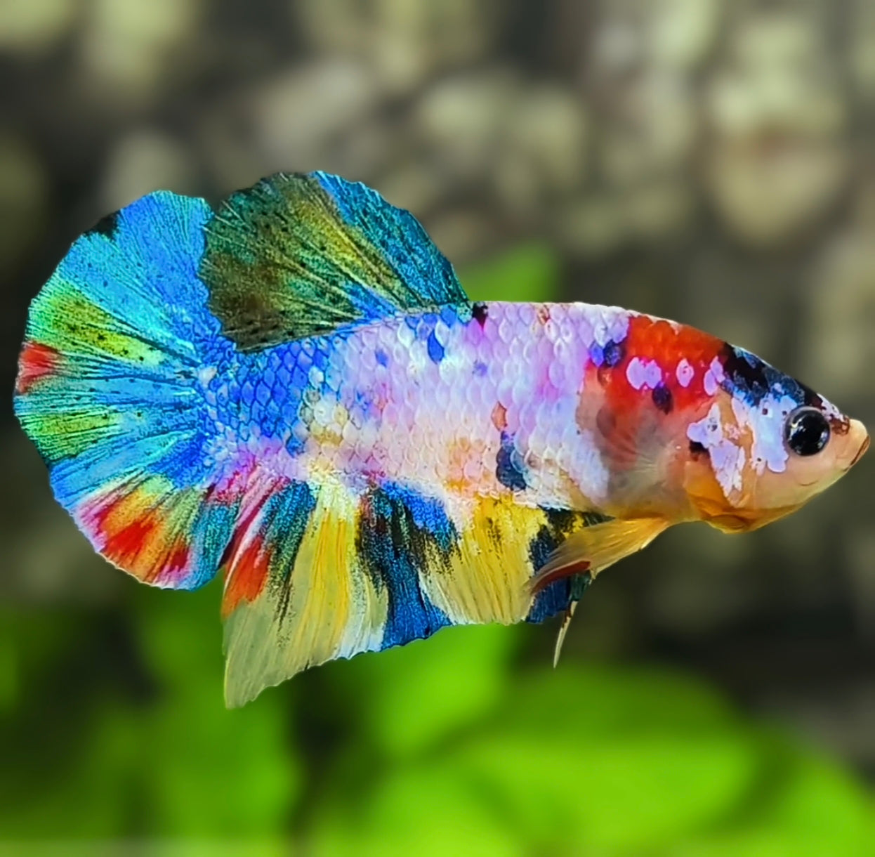 Multicolor Candy HMPK Betta Fish Male