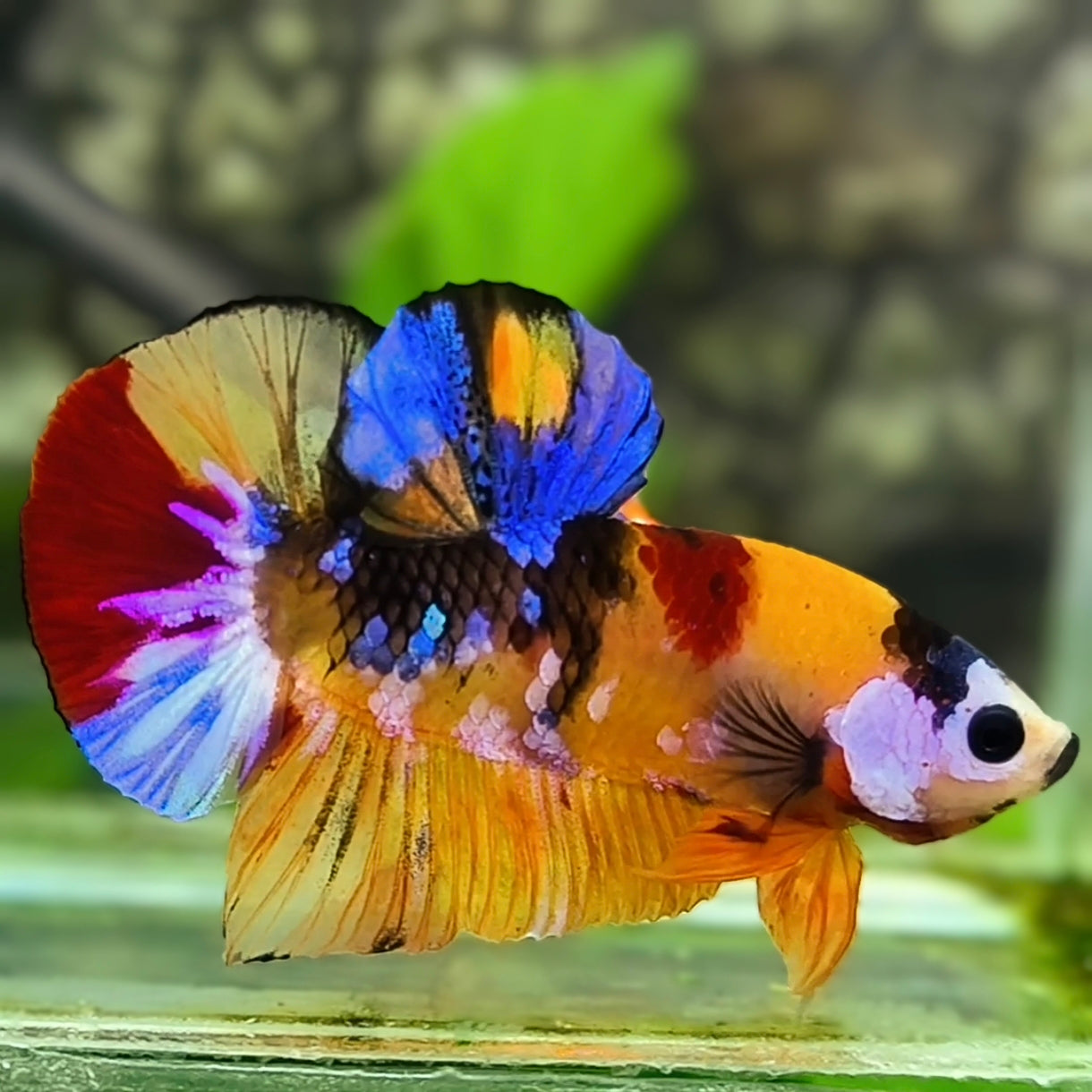 Multicolor Orange Galaxy HMPK Betta Fish Male