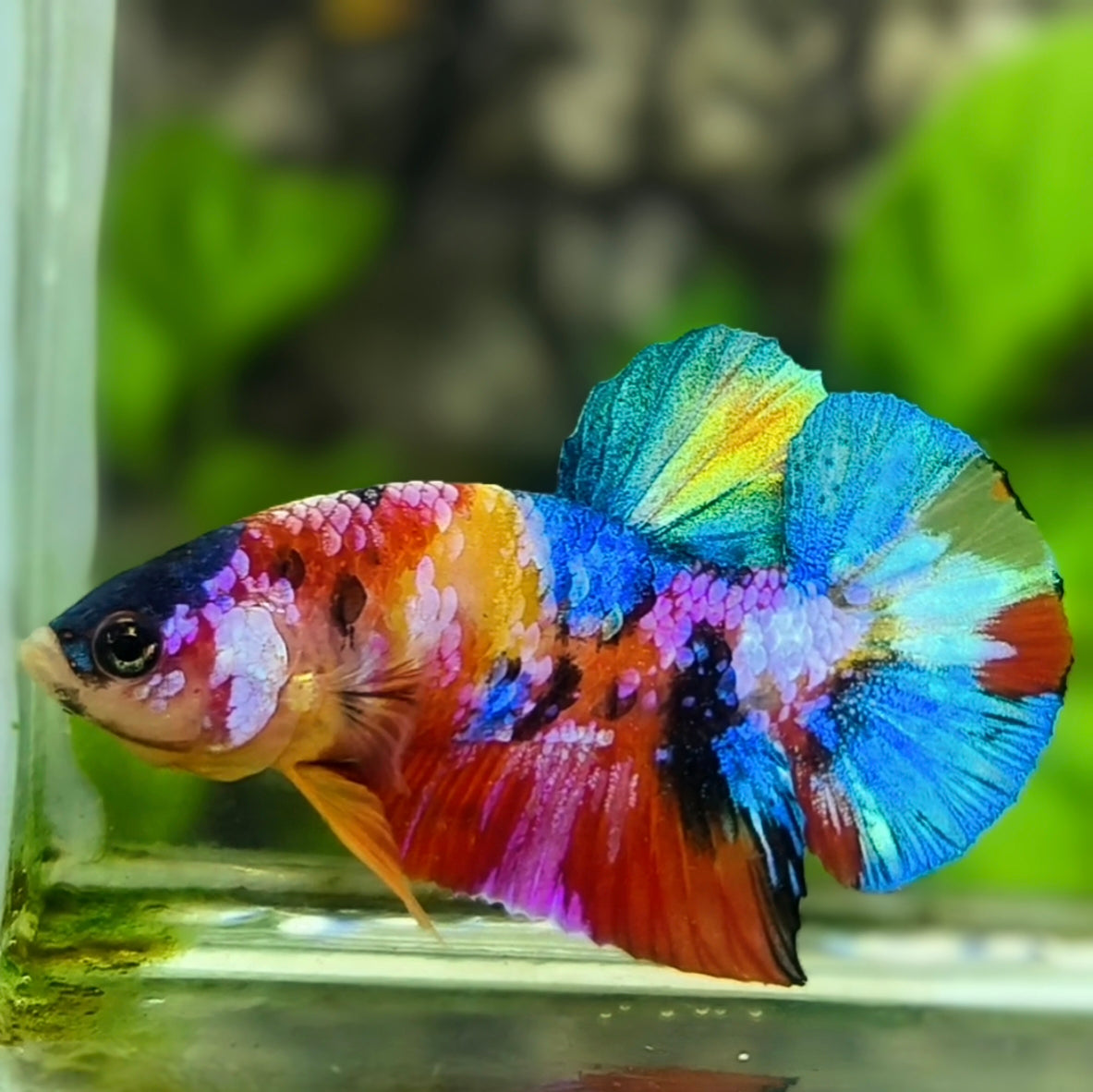 Multicolor Yellowbase Galaxy HMPK Betta Fish Male