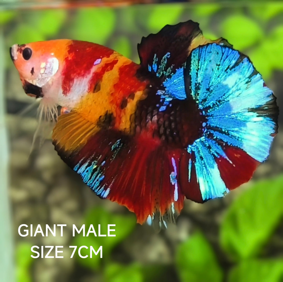 Multicolor Koi Candy JUMBO GIANT HMPK Betta Fish Male