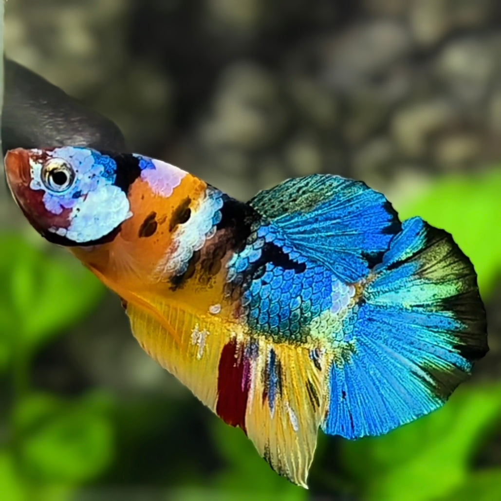 Multicolor Galaxy HMPK Betta Fish Male