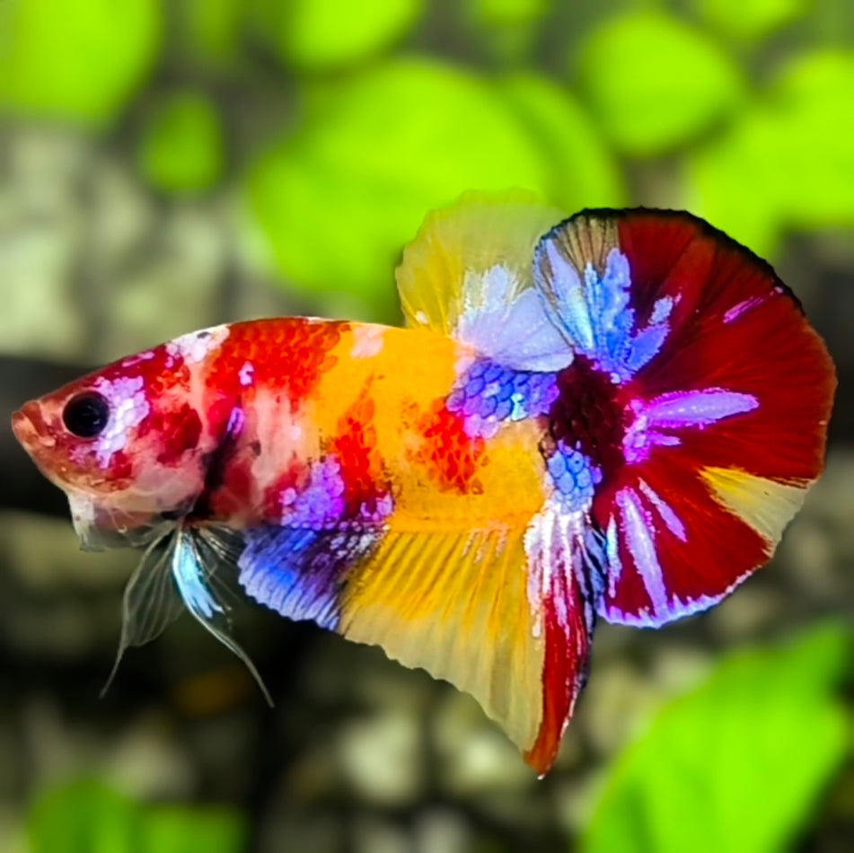 Multicolor Yellowbase Koi Galaxy Over HMPK Betta Fish Male