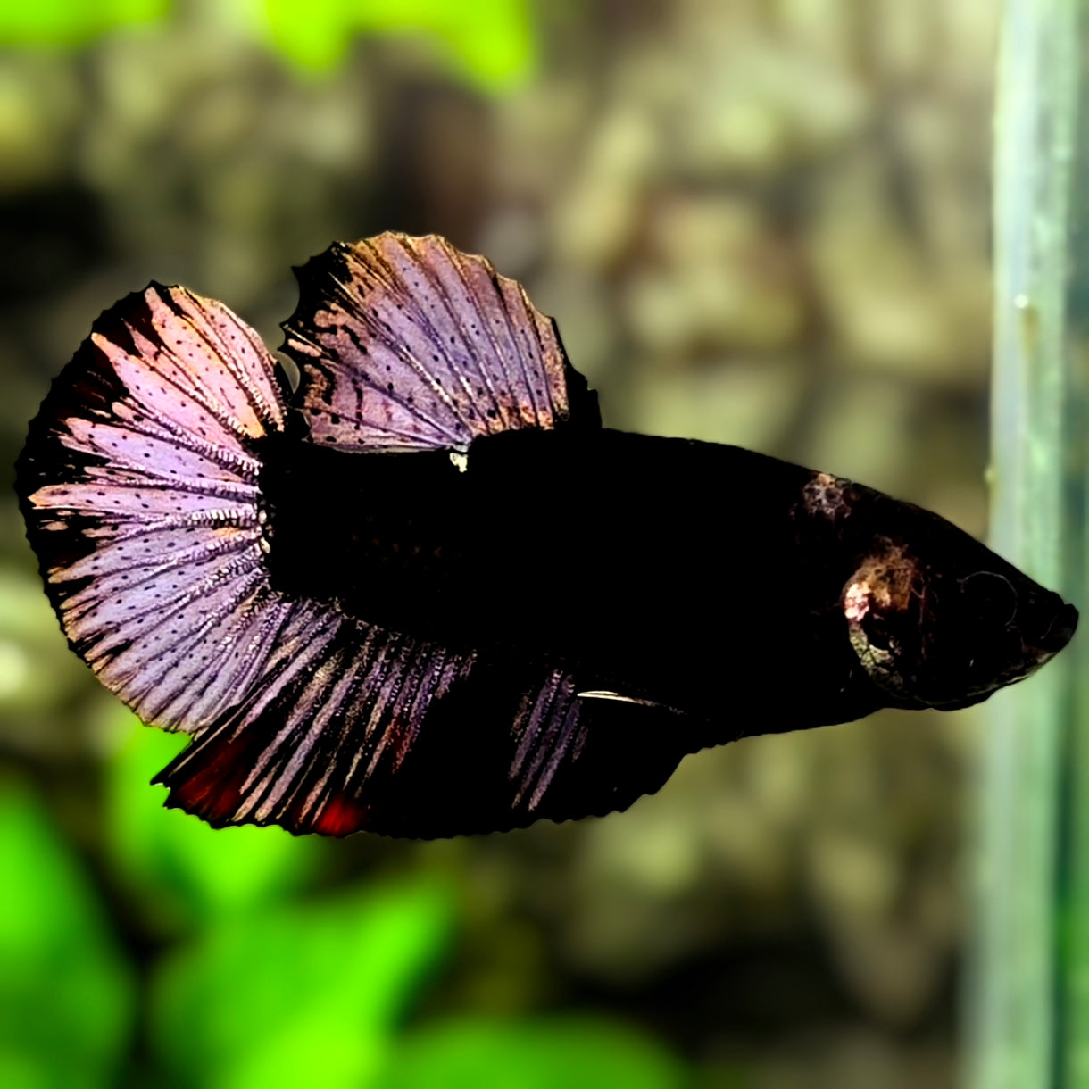 Black Light Copper Purple HMPK Betta Fish Male