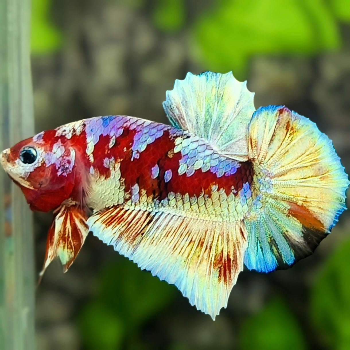 Red Barongsai Galaxy HMPK Betta Fish Male
