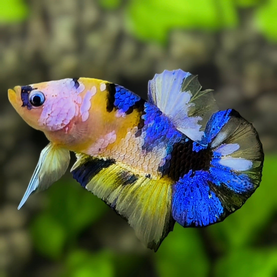 Yellow Blue Tiger Koi Galaxy HMPK Betta Fish Male #YKG