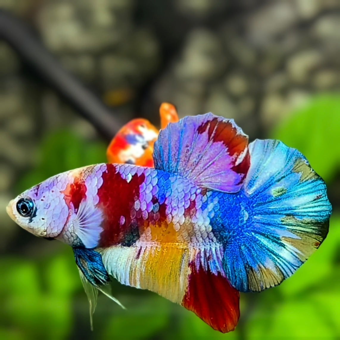 Multicolor Galaxy HMPK Betta Fish Male