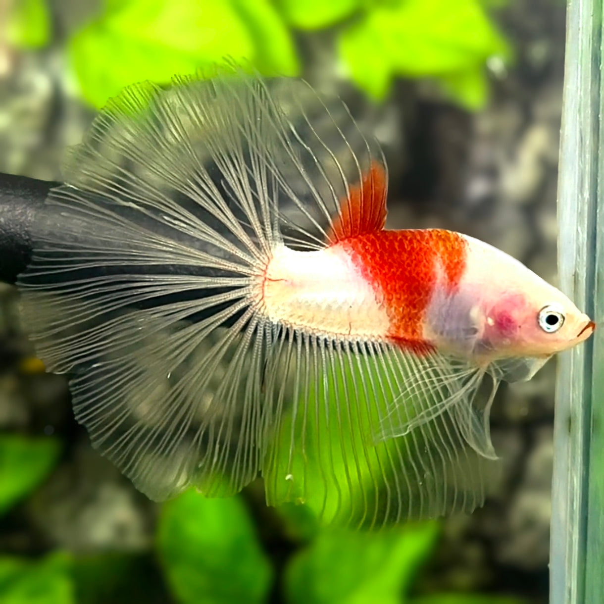 Red Tancho Koi Halfmoon Betta Fish Male