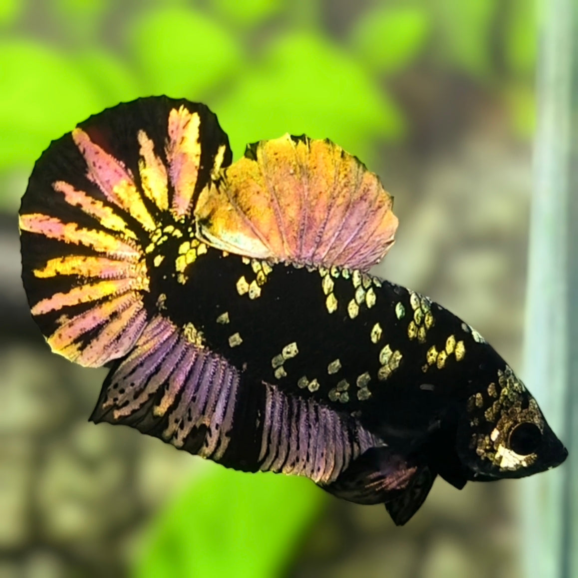 Avatar Blackstar Copper Gold HMPK Betta Fish Male