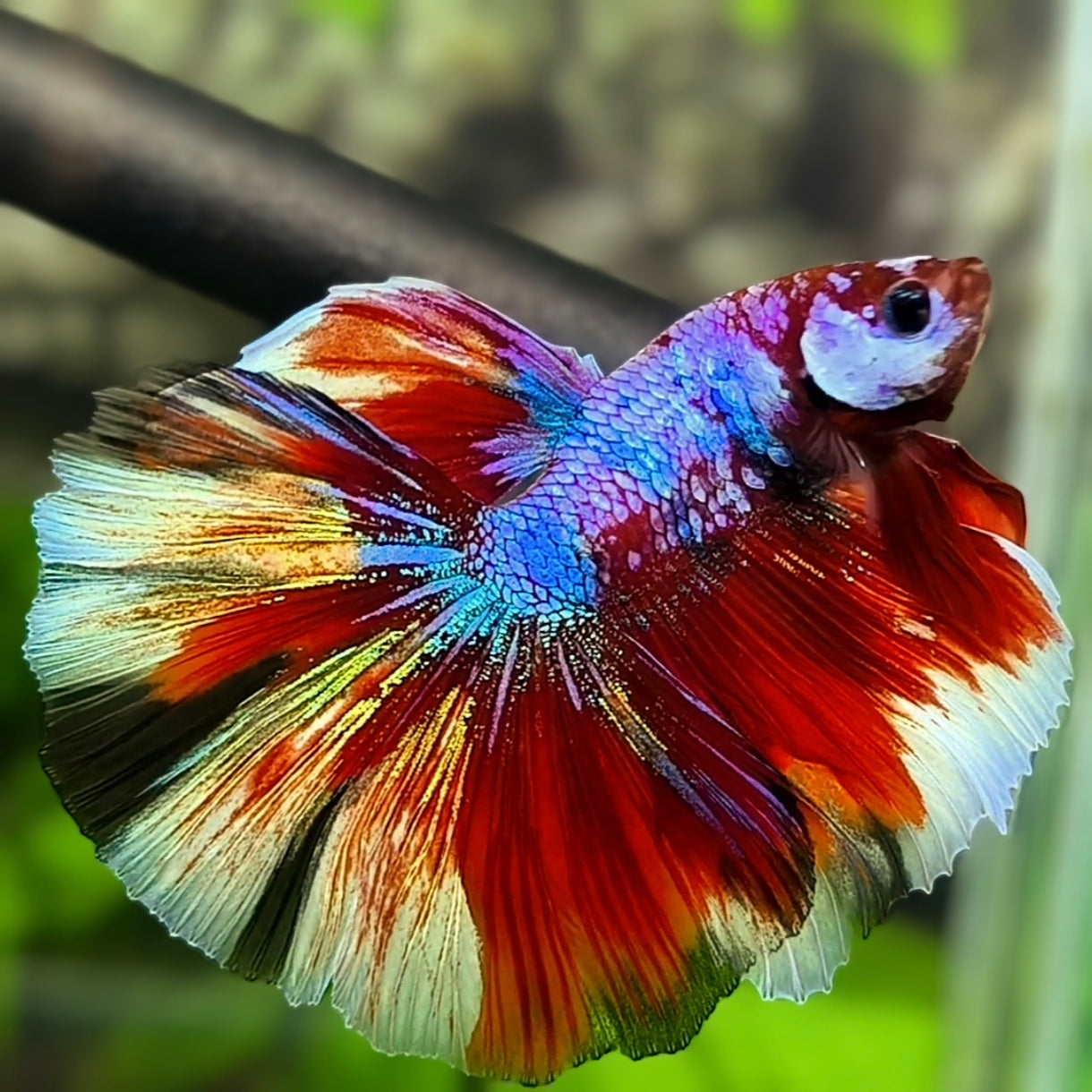 Multicolor Candy Halfmoon Betta Fish Male