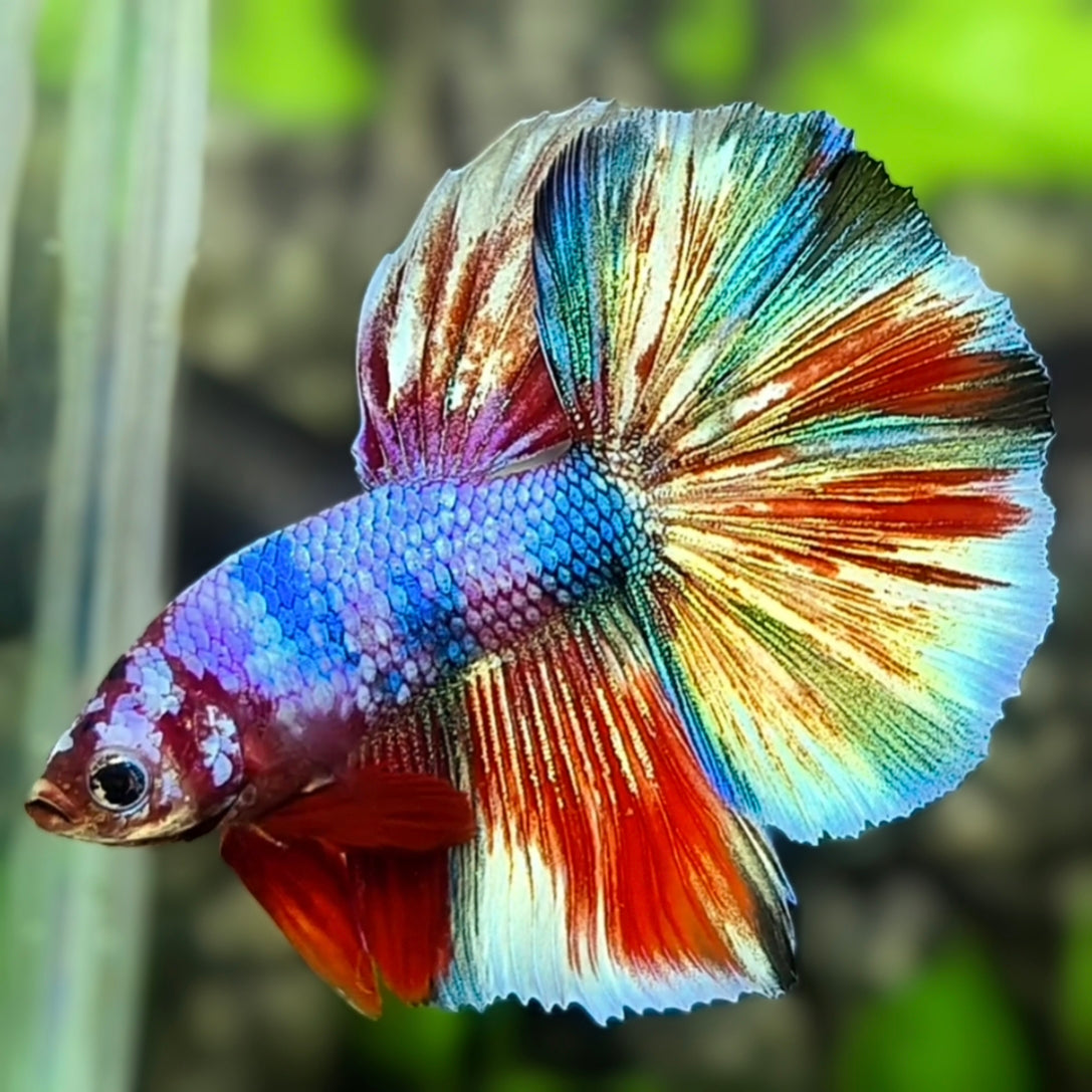 Multicolor Halfmoon Betta Fish Male