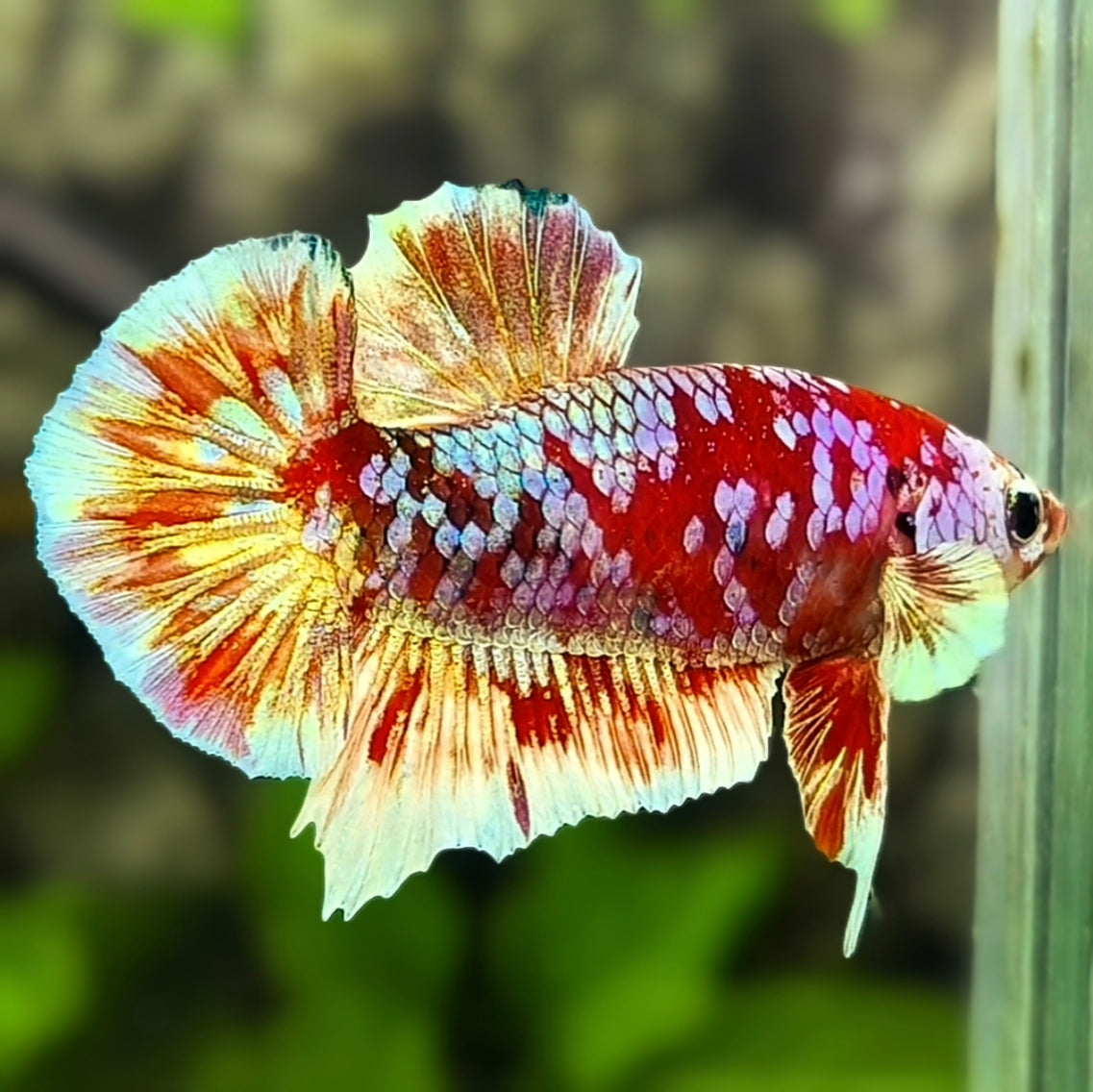 Red Barongsai Gold Galaxy HMPK Betta Fish Male