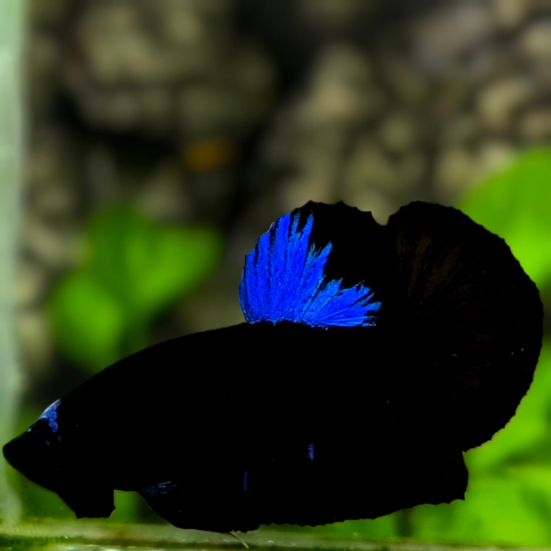 Black Light Super Blue HMPK Betta Fish Male