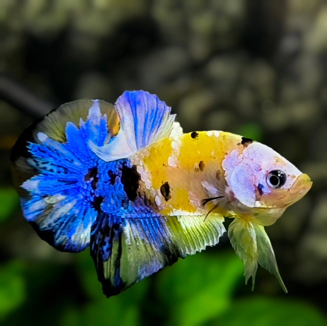 Yellow Blue Tiger Koi Galaxy HMPK Betta Fish Male #YKG