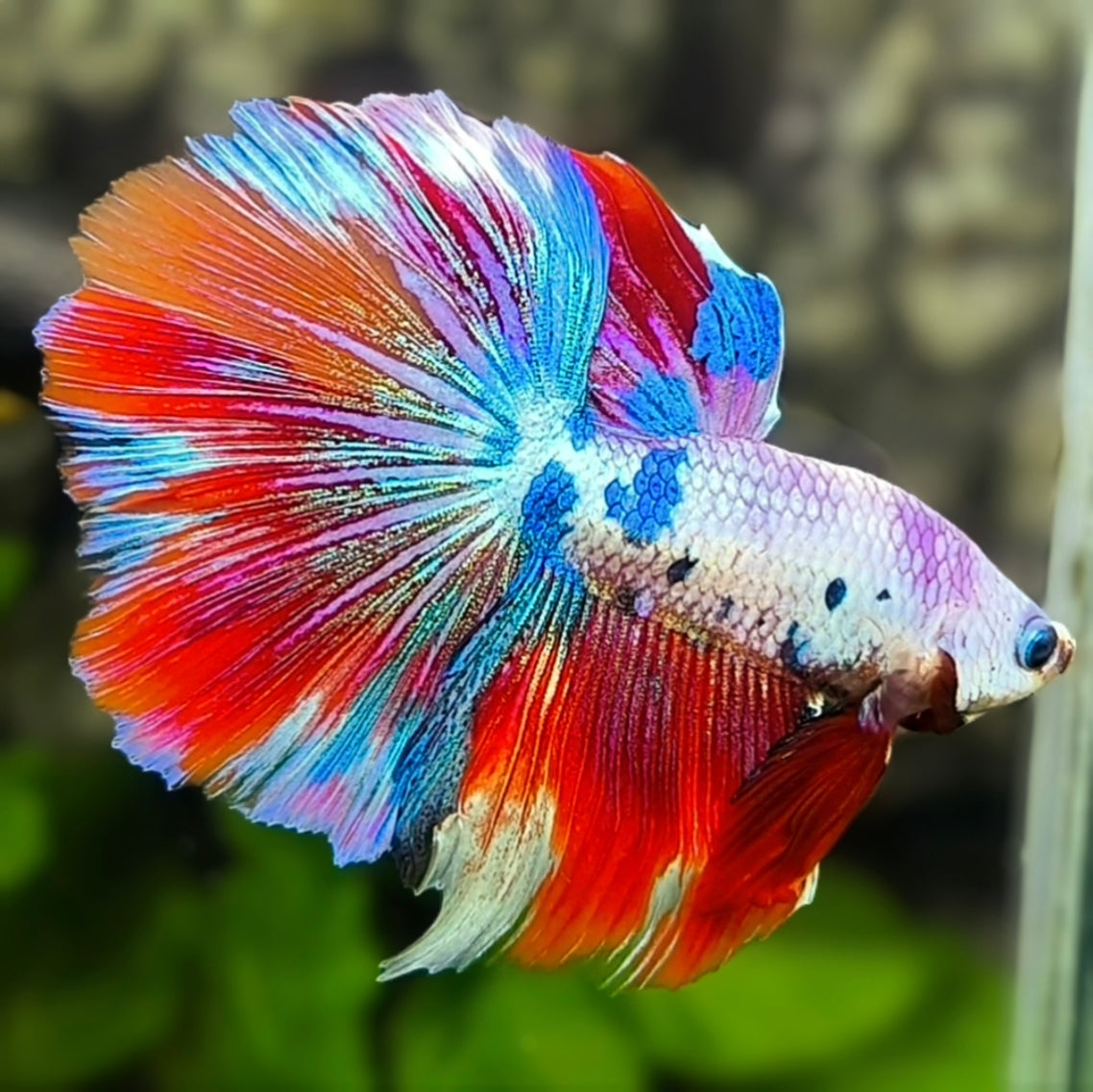 Multicolor Candy Halfmoon Betta Fish Male