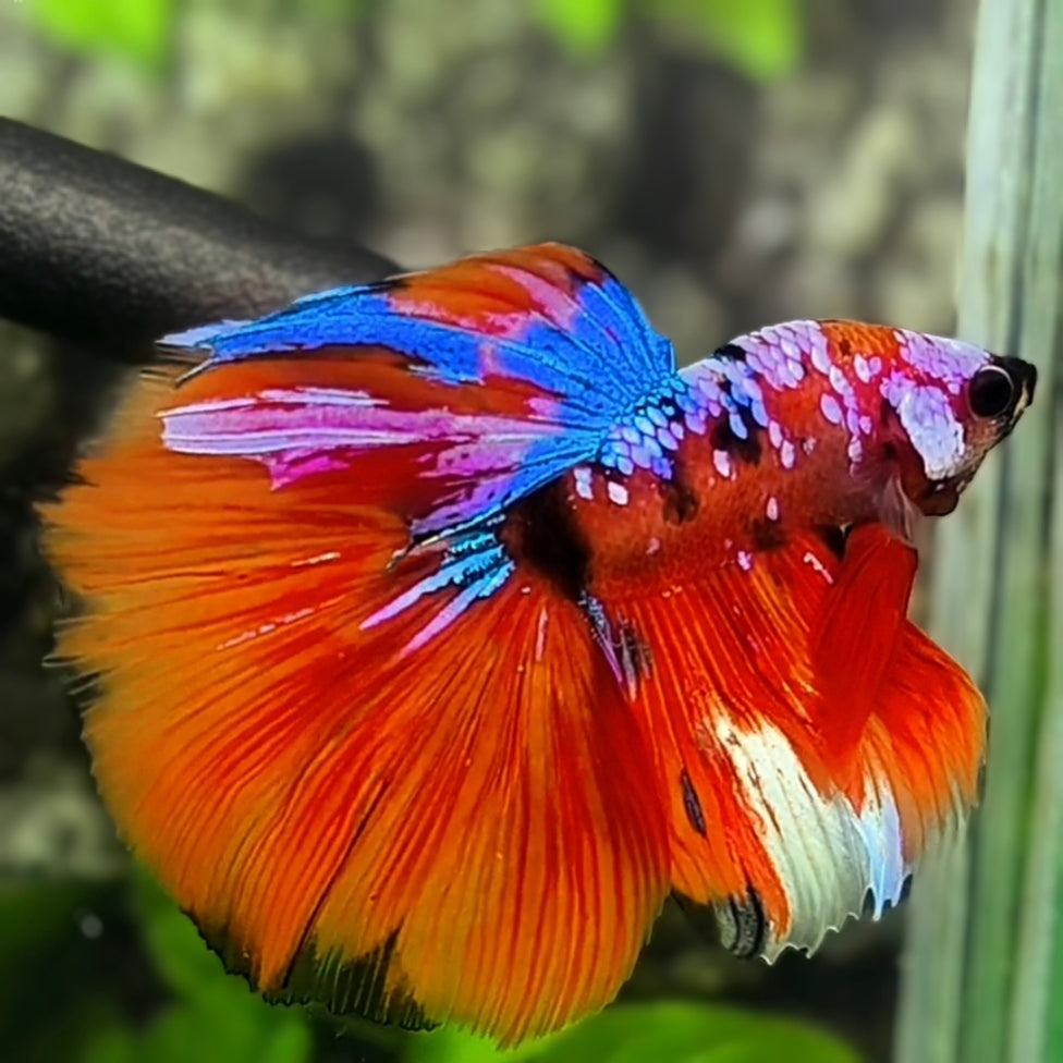 Multicolor Red Koi Pink Galaxy Halfmoon Betta Fish Male