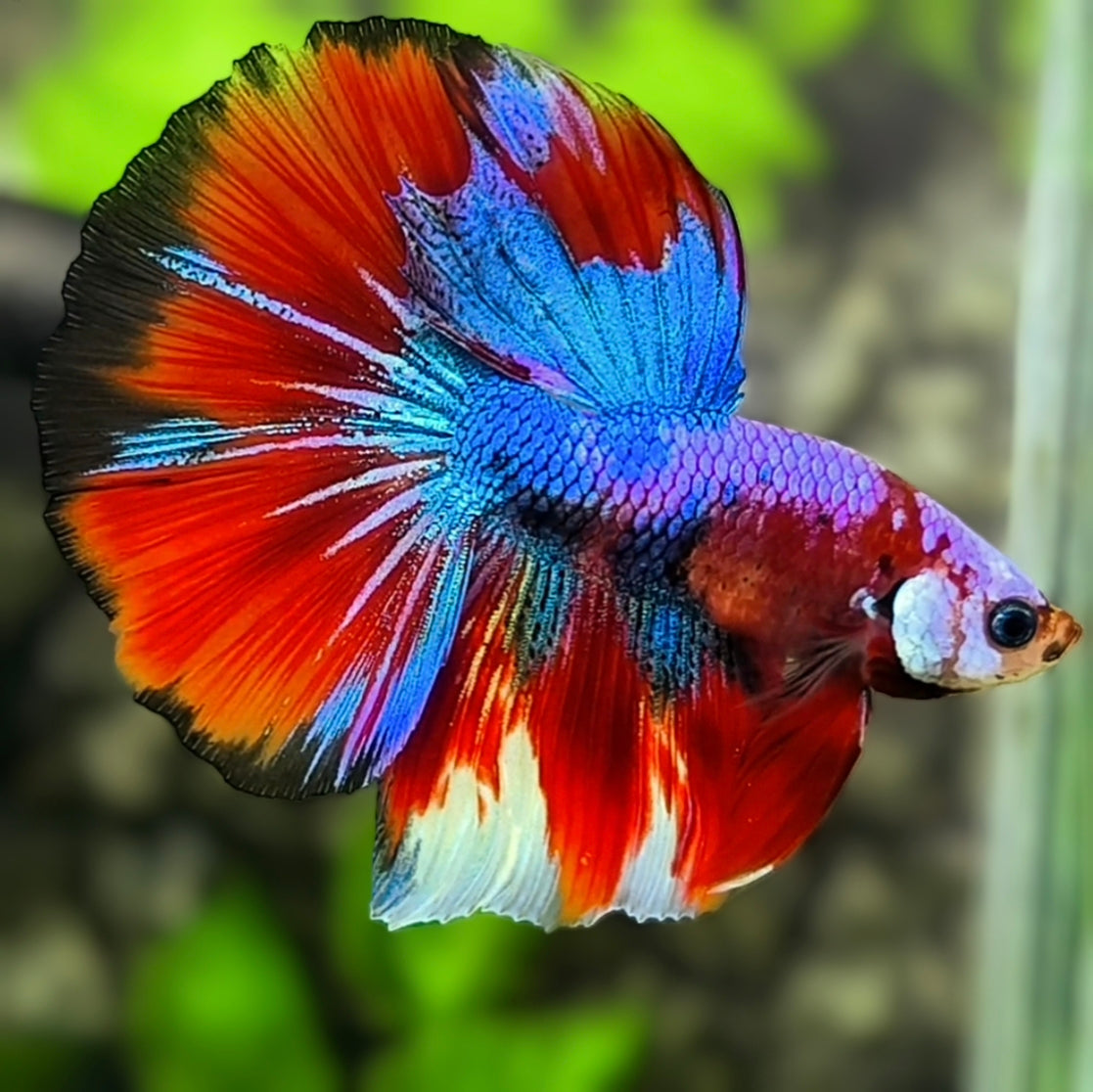Multicolor Red Koi Purple Halfmoon Betta Fish Male