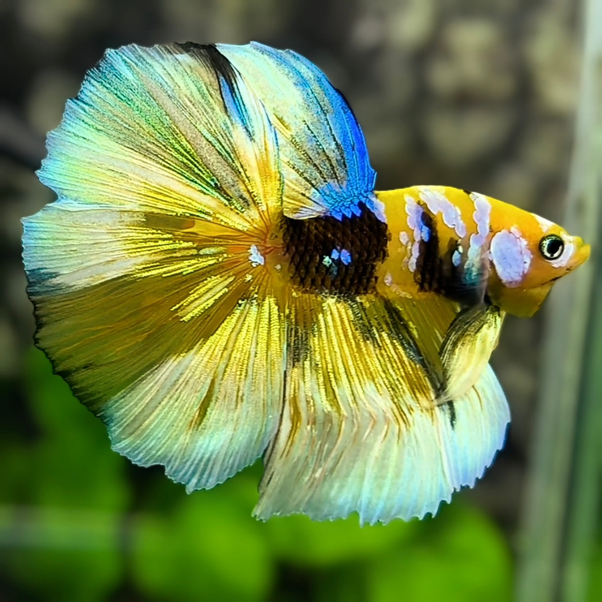 Yellow Gold Tiger Barongsai Galaxy Halfmoon Betta Fish Male #YKG