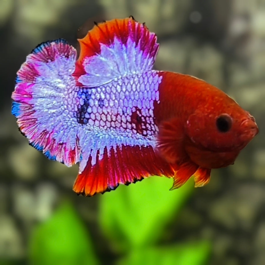 Half Pink Red Hellboy HMPK Betta Fish Male