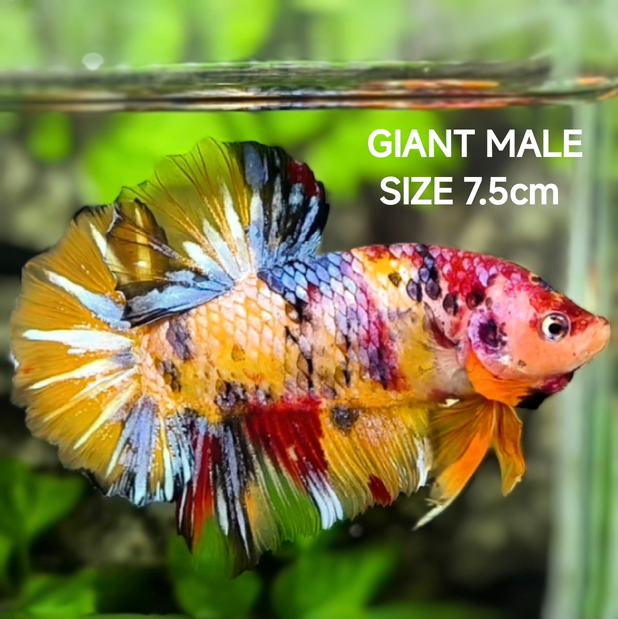 Multicolor Yellowbase Galaxy JUMBO GIANT HMPK Betta Fish Male