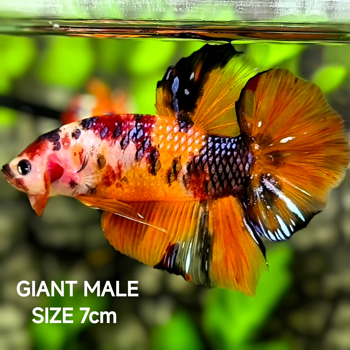 Orange Koi Metalic JUMBO GIANT HMPK Betta Fish Male
