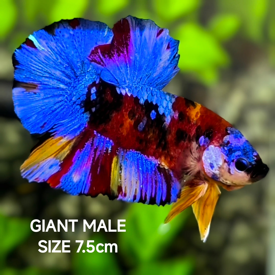 Multicolor Koi Galaxy JUMBO GIANT HMPK Betta Fish Male