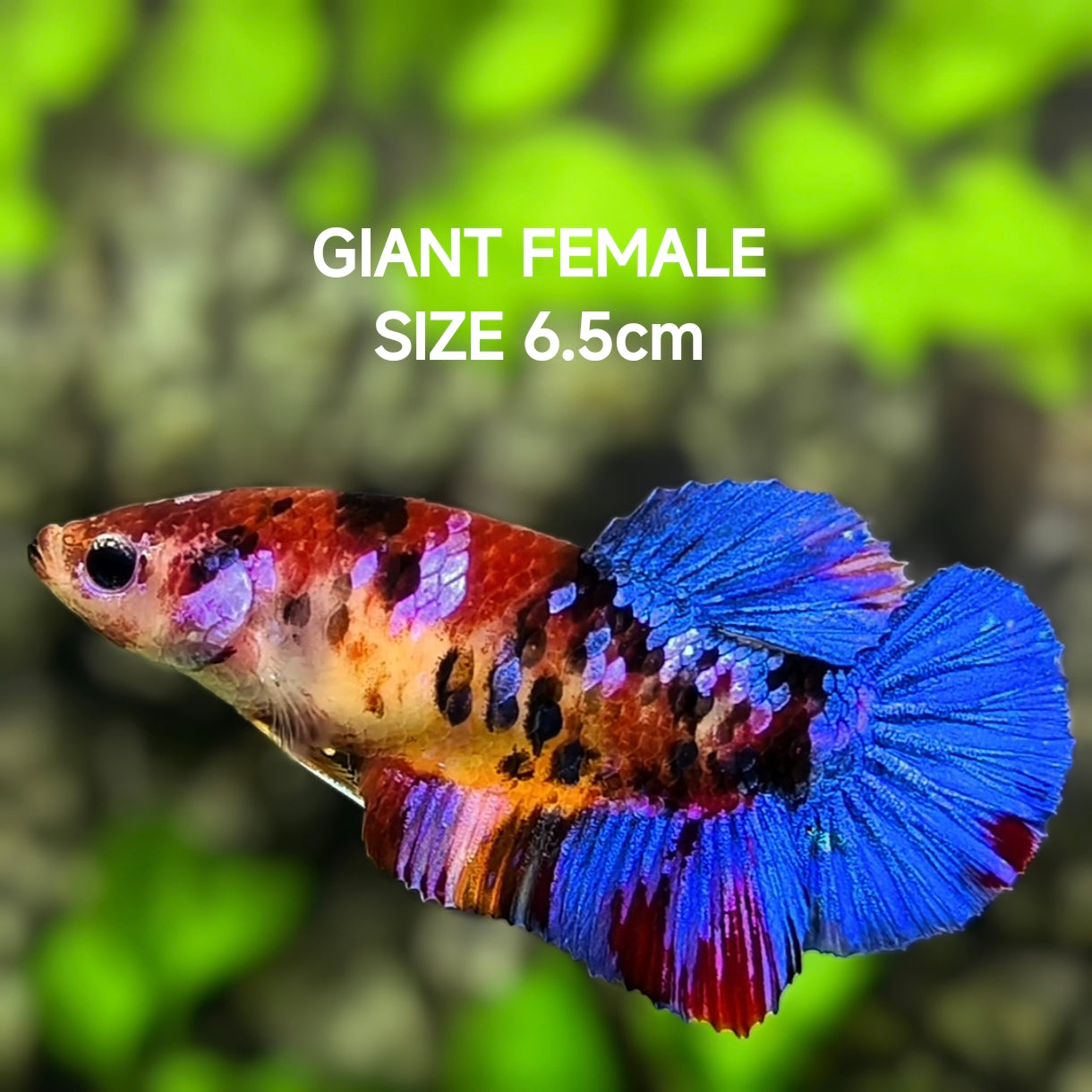 Multicolor Galaxy JUMBO GIANT HMPK Betta Fish Female