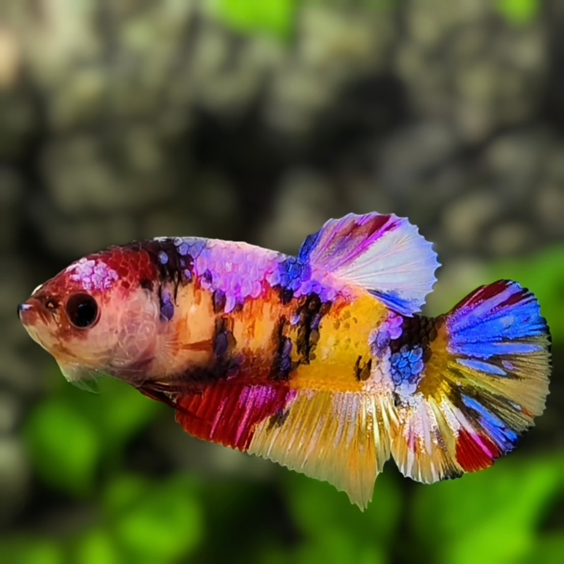 Multicolor Candy Galaxy HMPK Betta Fish Female For Sorority / Breed