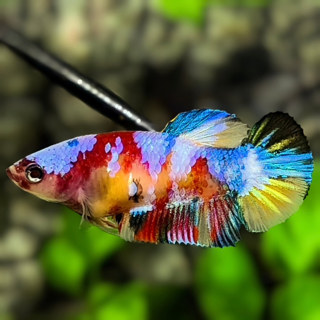 Multicolor Galaxy HMPK Betta Fish Female For Sorority / Breed