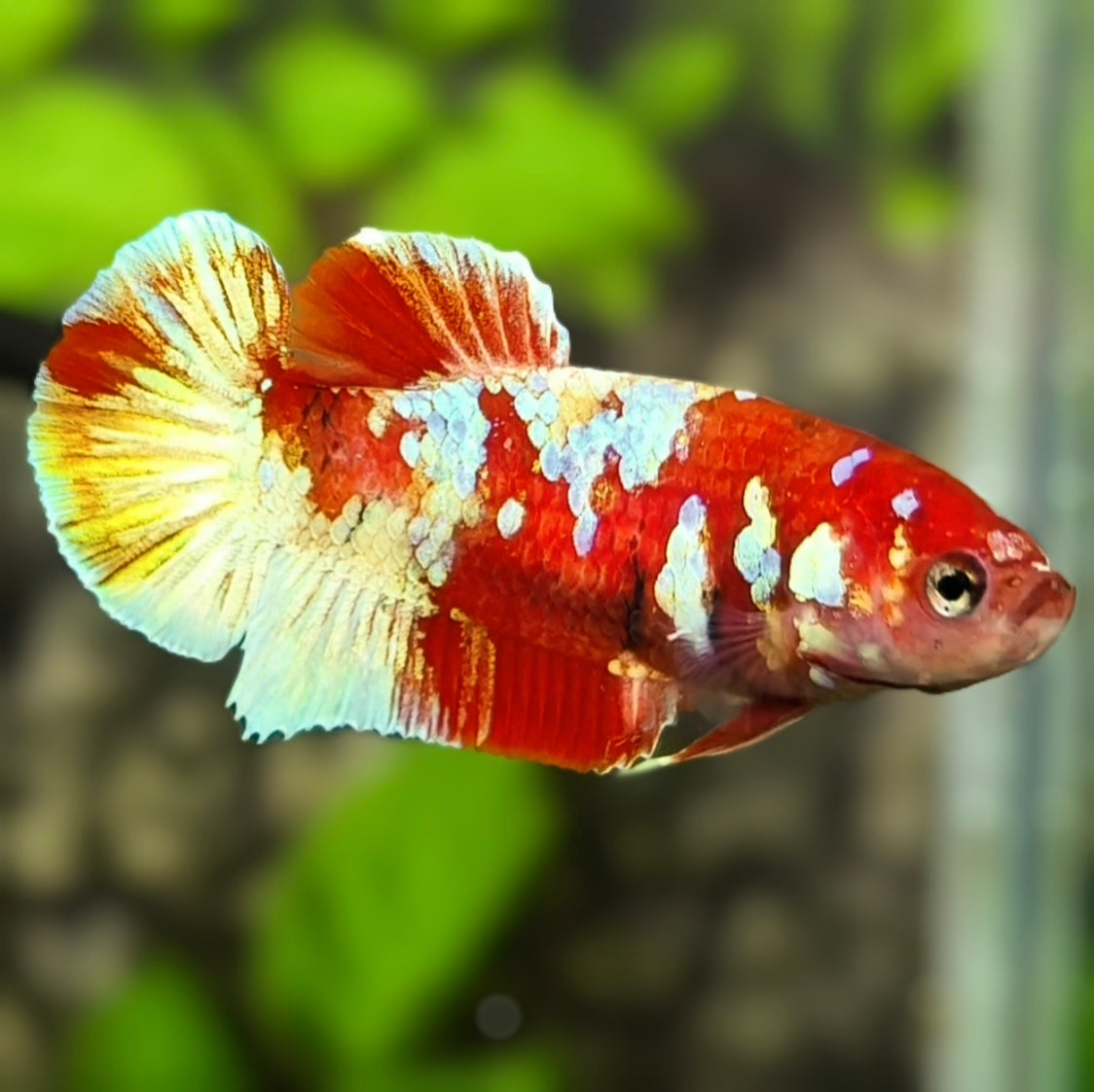 Red Barongsai HMPK Betta Fish Female For Sorority / Breed
