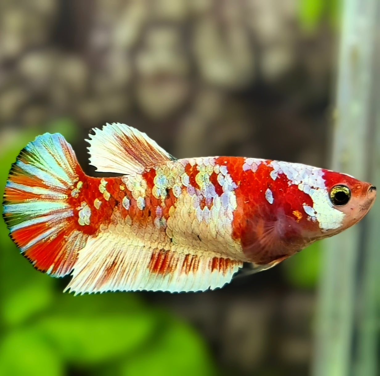 Red Barongsai HMPK Betta Fish Female For Sorority / Breed