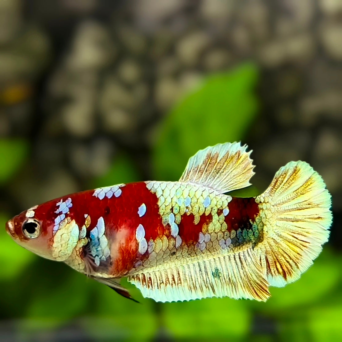 Red Barongsai HMPK Betta Fish Female For Sorority / Breed