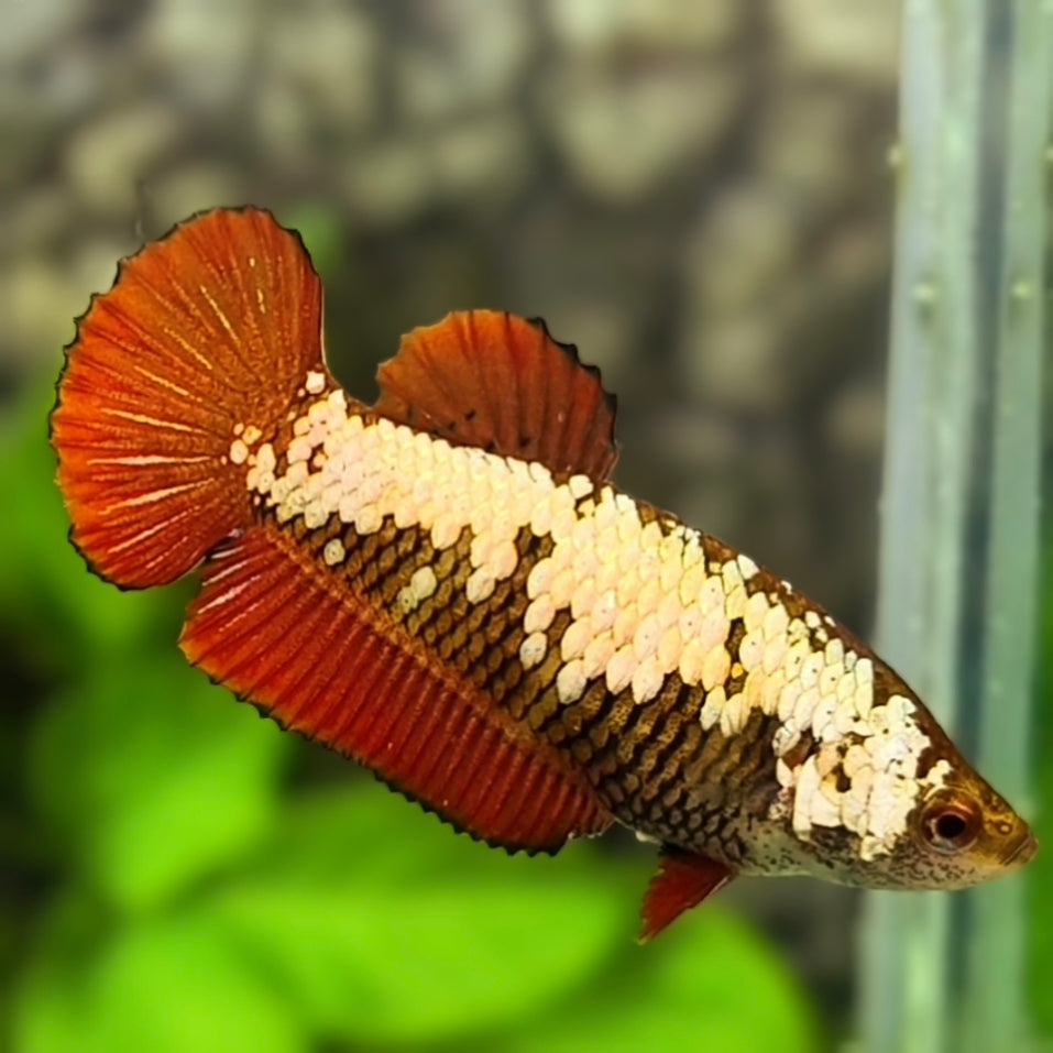Red Samurai HMPK Betta Fish Female For Sorority / Breed