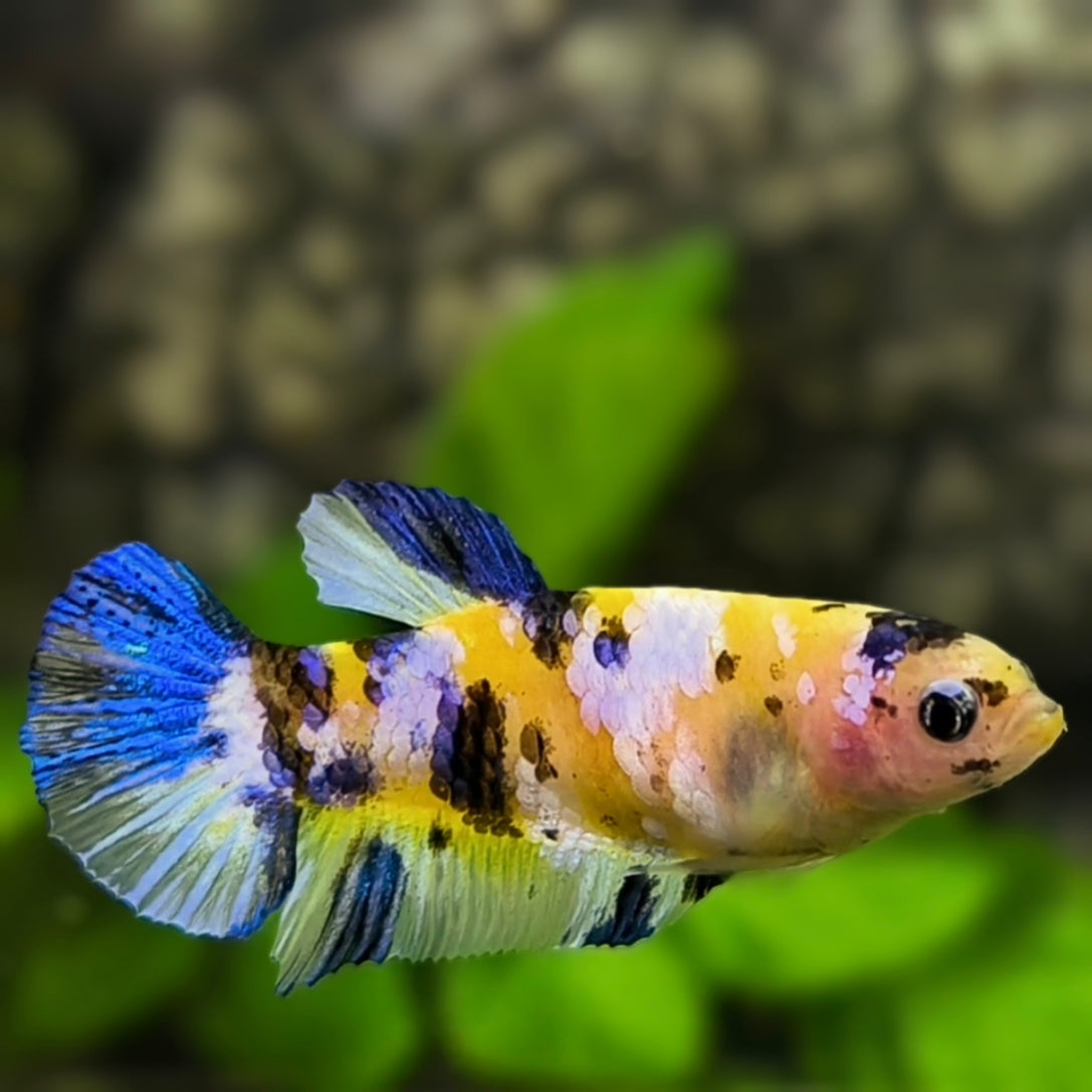 Yellow Blue Tiger Koi Galaxy HMPK Betta Fish Female For Sorority / Breed #YKG