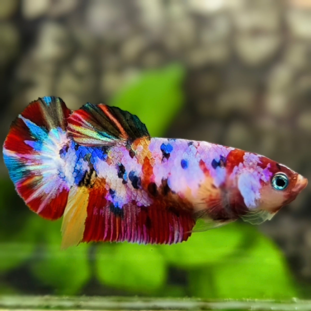 Multicolor Pink Candy Galaxy HMPK Betta Fish Female For Sorority / Breed