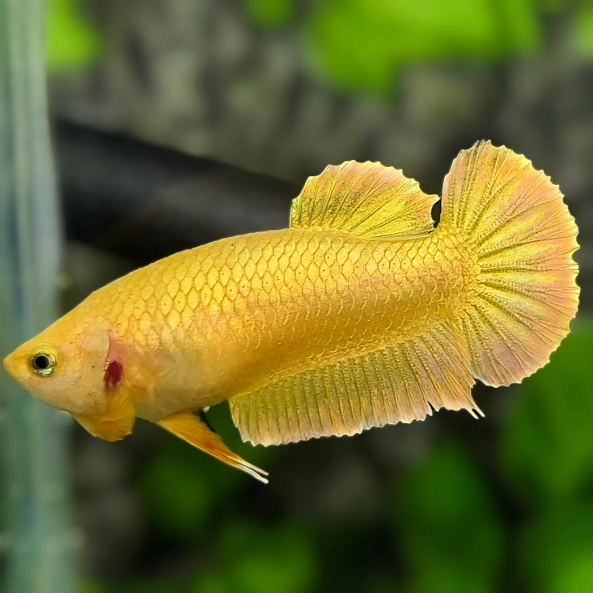 Solid Super Gold 24K HMPK Betta Fish Female For Sorority / Breed