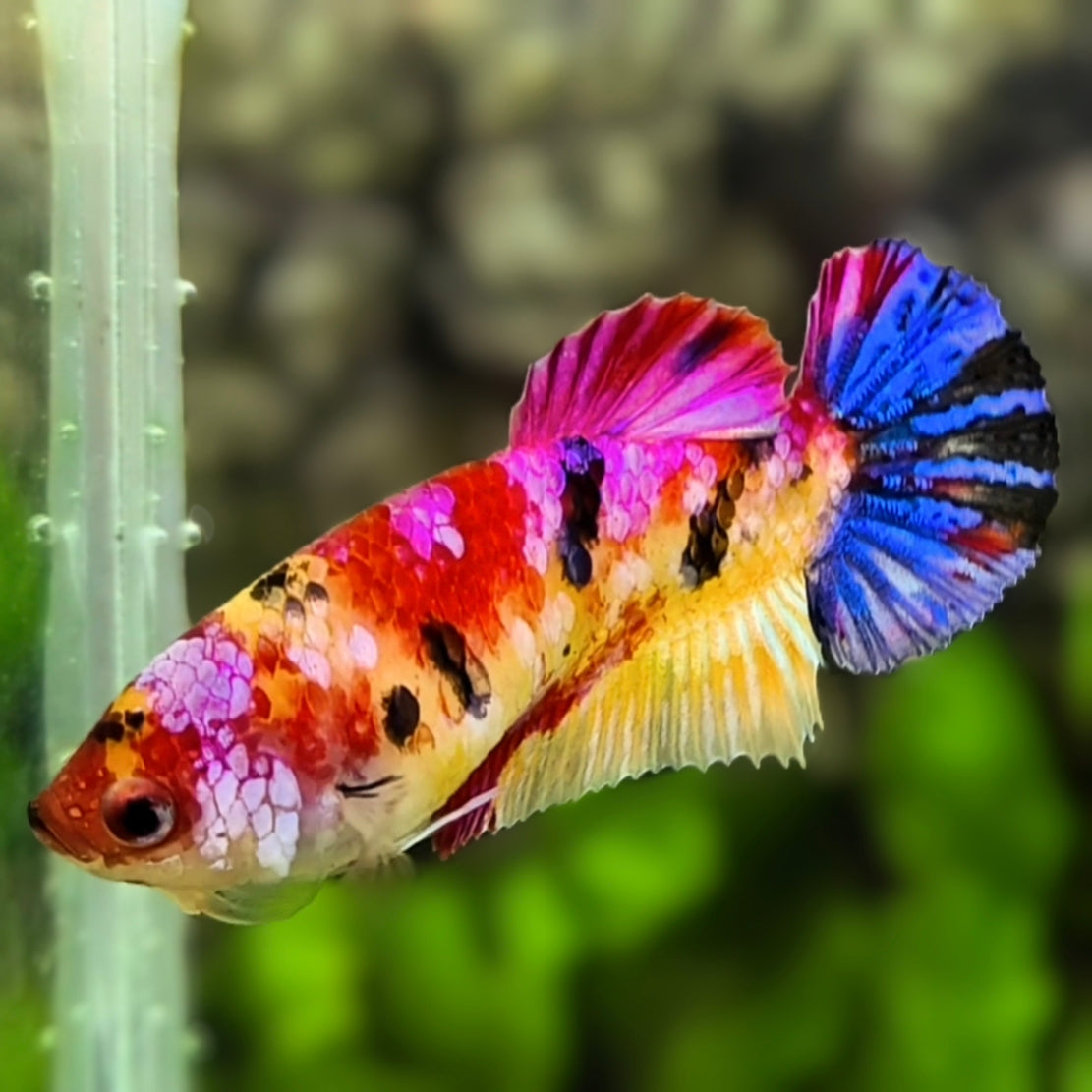 Multicolor Candy Galaxy HMPK Betta Fish Female For Sorority / Breed