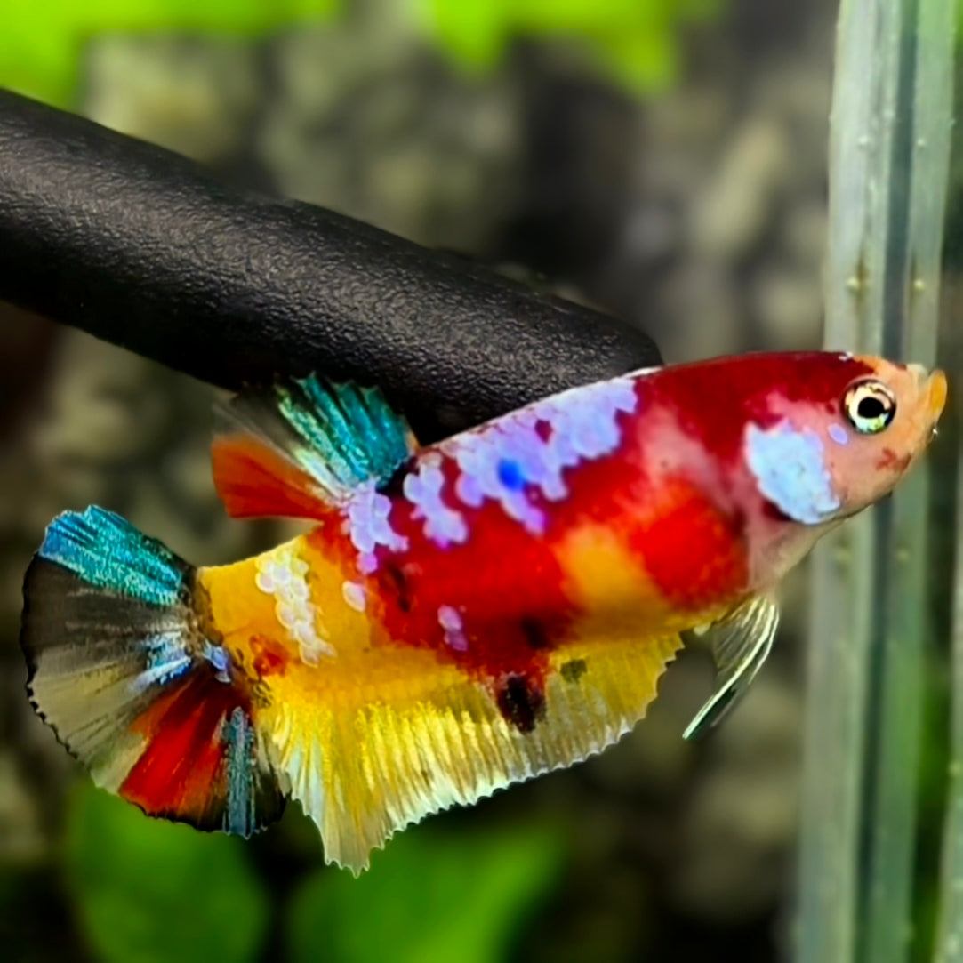 Multicolor Koi Galaxy HMPK Betta Fish Female For Sorority / Breed