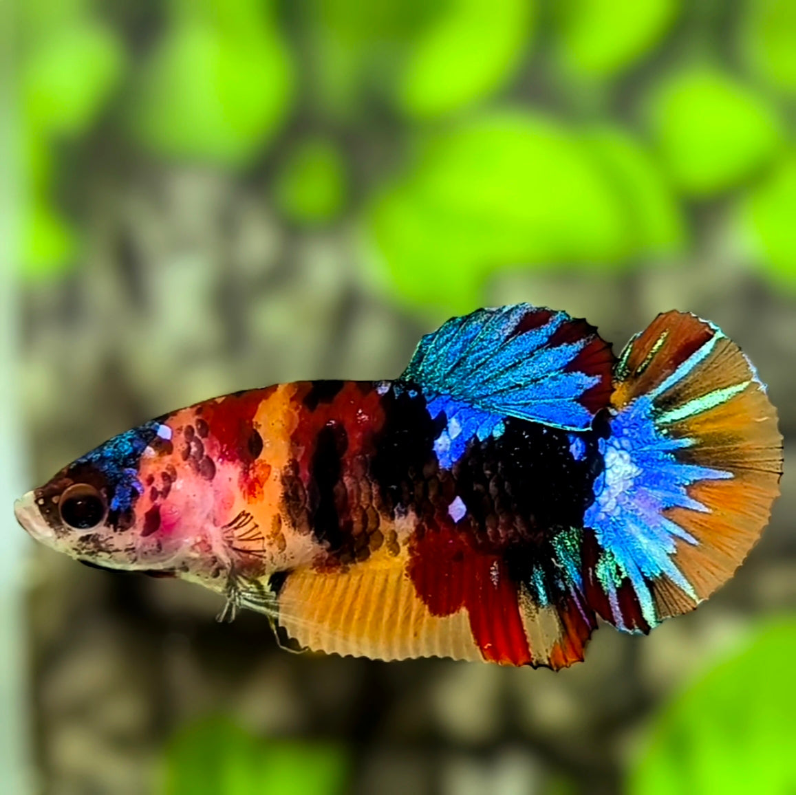 Multicolor Galaxy HMPK Betta Fish Female For Sorority / Breed